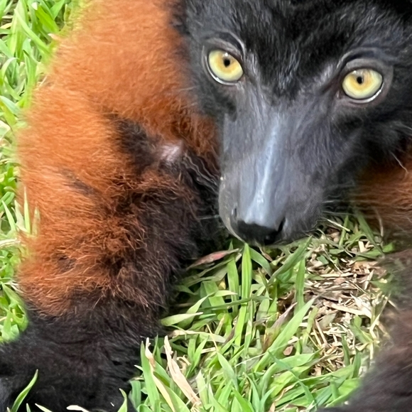 🐒 XL Black Crewneck Lemur Sweatshirt🧥 - Picture 7 of 16